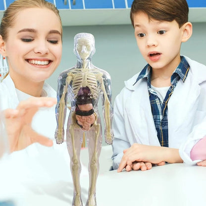 🧑‍🎄🎁Perfekt present till barn🧑‍⚕️3D människokropps torso modell för barn anatomi modell skelett