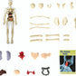 🧑‍🎄🎁Perfekt present till barn🧑‍⚕️3D människokropps torso modell för barn anatomi modell skelett