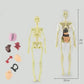 🧑‍🎄🎁Perfekt present till barn🧑‍⚕️3D människokropps torso modell för barn anatomi modell skelett
