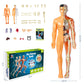 🧑‍🎄🎁Perfekt present till barn🧑‍⚕️3D människokropps torso modell för barn anatomi modell skelett