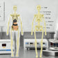 🧑‍🎄🎁Perfekt present till barn🧑‍⚕️3D människokropps torso modell för barn anatomi modell skelett