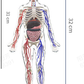 🧑‍🎄🎁Perfekt present till barn🧑‍⚕️3D människokropps torso modell för barn anatomi modell skelett