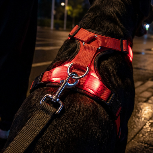 LED-belyst hundsele för kvällspromenader