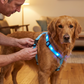 LED-belyst hundsele för kvällspromenader